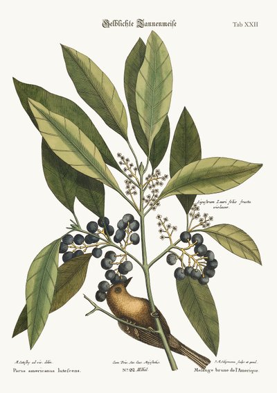The Pine-Creeper by Mark Catesby